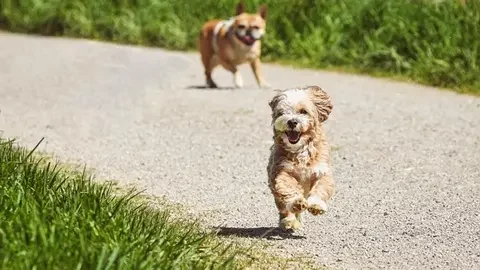 A photo of two dogs playing in a park.