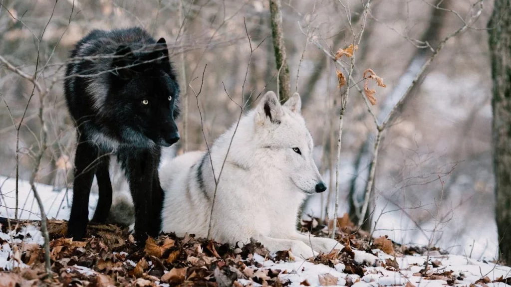 Two wolves, one white wolf and one black wolf in a snowy forest.