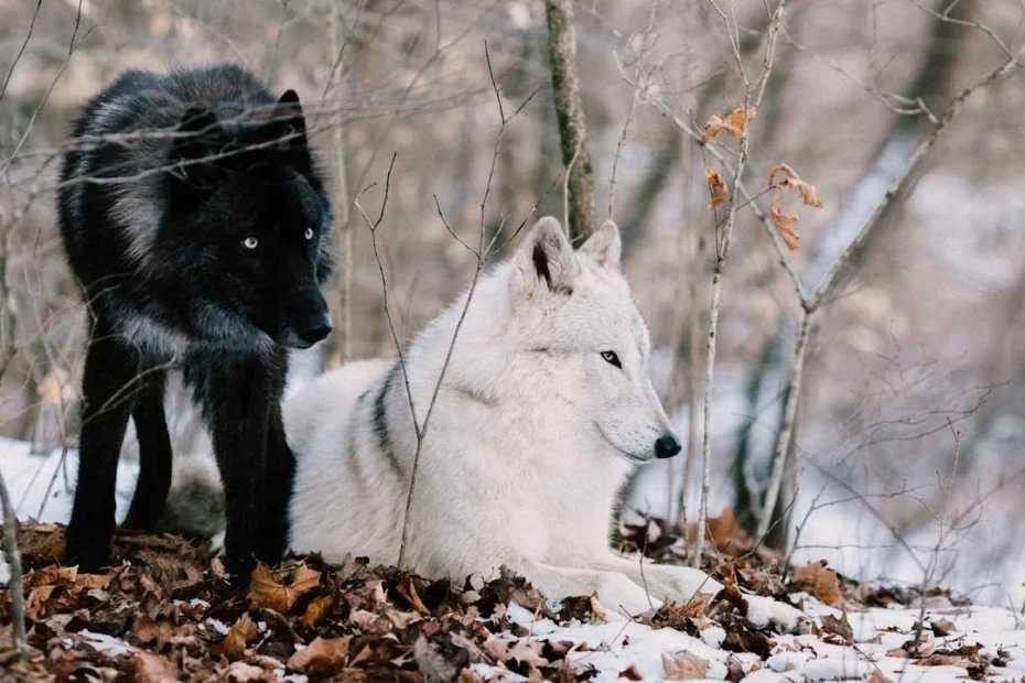 Two wolves, one white wolf and one black wolf in a snowy forest.