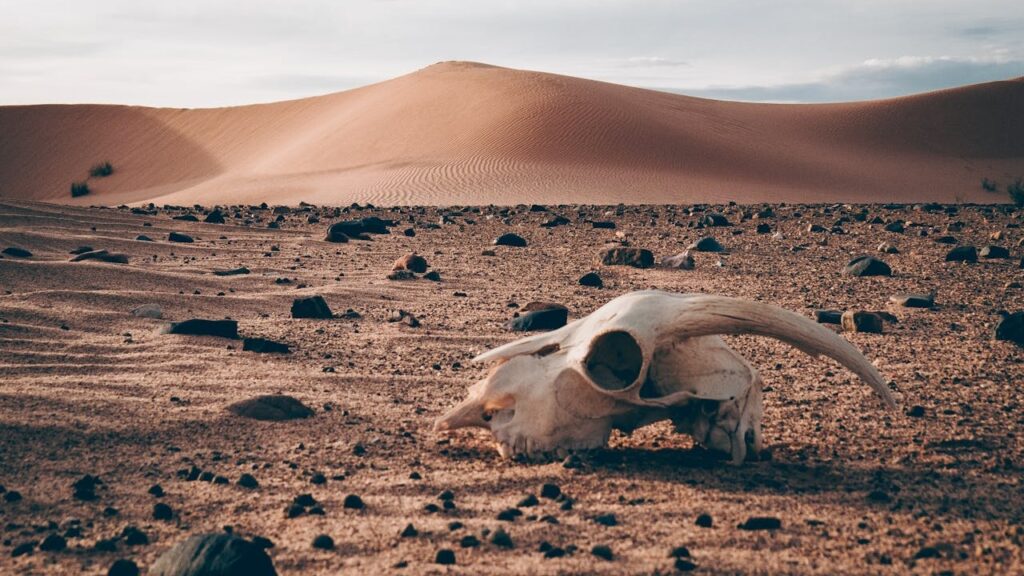 A photo of a dry, cracked desert with an animal skull in the foreground and sand dunes in the background.
